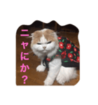 スコニャ独り言（個別スタンプ：1）