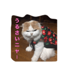 スコニャ独り言（個別スタンプ：3）