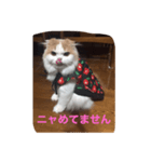 スコニャ独り言（個別スタンプ：6）