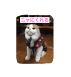 スコニャ独り言（個別スタンプ：9）