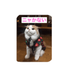 スコニャ独り言（個別スタンプ：10）