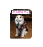 スコニャ独り言（個別スタンプ：11）