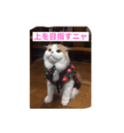 スコニャ独り言（個別スタンプ：12）