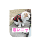 スコニャ独り言（個別スタンプ：13）