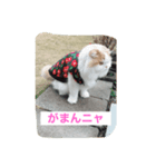 スコニャ独り言（個別スタンプ：14）