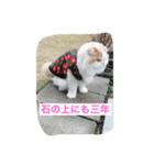スコニャ独り言（個別スタンプ：15）