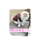 スコニャ独り言（個別スタンプ：16）
