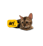 PUMAyouaresodumb（個別スタンプ：1）