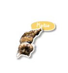 PUMAyouaresodumb（個別スタンプ：4）