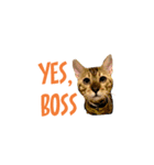 PUMAyouaresodumb（個別スタンプ：5）
