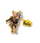PUMAyouaresodumb（個別スタンプ：6）
