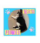 韓国語付き日本語（個別スタンプ：1）