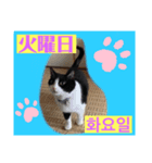 韓国語付き日本語（個別スタンプ：2）