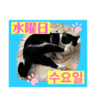 韓国語付き日本語（個別スタンプ：3）