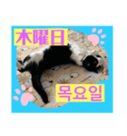 韓国語付き日本語（個別スタンプ：4）