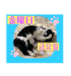 韓国語付き日本語（個別スタンプ：5）