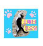 韓国語付き日本語（個別スタンプ：6）