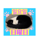 韓国語付き日本語（個別スタンプ：7）