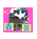 韓国語付き日本語（個別スタンプ：8）
