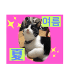 韓国語付き日本語（個別スタンプ：9）