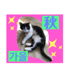 韓国語付き日本語（個別スタンプ：10）