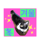 韓国語付き日本語（個別スタンプ：11）