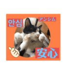 韓国語付き日本語（個別スタンプ：12）