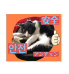 韓国語付き日本語（個別スタンプ：13）