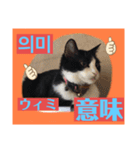 韓国語付き日本語（個別スタンプ：14）