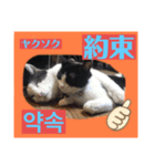 韓国語付き日本語（個別スタンプ：16）