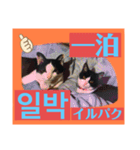 韓国語付き日本語（個別スタンプ：17）