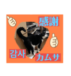 韓国語付き日本語（個別スタンプ：18）
