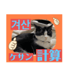 韓国語付き日本語（個別スタンプ：19）