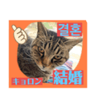 韓国語付き日本語（個別スタンプ：20）