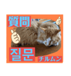 韓国語付き日本語（個別スタンプ：21）
