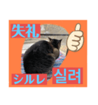韓国語付き日本語（個別スタンプ：22）