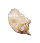 ラガマフィンのちゃあちゃん（個別スタンプ：8）