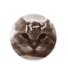 ラガマフィンのちゃあちゃん（個別スタンプ：12）