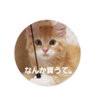 ラガマフィンのちゃあちゃん（個別スタンプ：15）