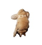 ラガマフィンのちゃあちゃん（個別スタンプ：16）