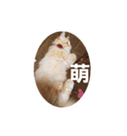 ラガマフィンのちゃあちゃん（個別スタンプ：21）