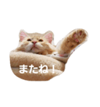 ラガマフィンのちゃあちゃん（個別スタンプ：26）