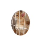 ラガマフィンのちゃあちゃん（個別スタンプ：27）