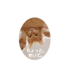 ラガマフィンのちゃあちゃん（個別スタンプ：28）