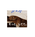 ラガマフィンのちゃあちゃん（個別スタンプ：30）