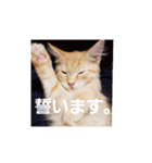 ラガマフィンのちゃあちゃん（個別スタンプ：31）