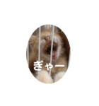 ラガマフィンのちゃあちゃん（個別スタンプ：33）