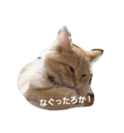 ラガマフィンのちゃあちゃん（個別スタンプ：37）