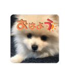 いぬ氏・改（個別スタンプ：1）