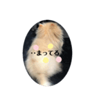 いぬ氏・改（個別スタンプ：3）
